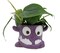 Snaggle Tooth Purple Halloween Planter with House Plant -4" Purple Ceramic Pot